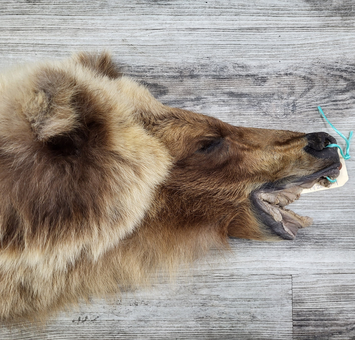 DRESSED SKIN - GRIZZLY - #002542