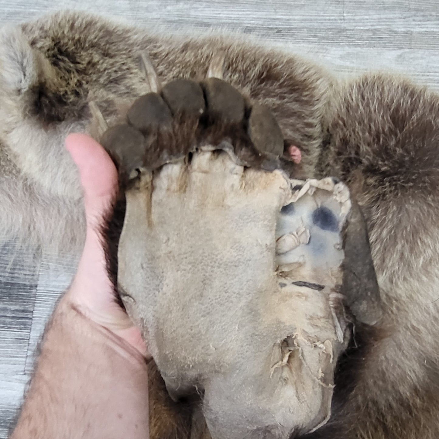 DRESSED SKIN - GRIZZLY - #002603