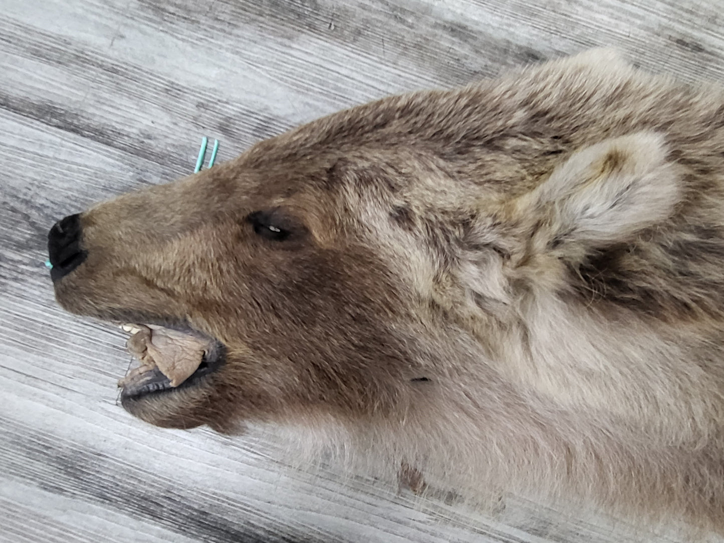 DRESSED SKIN - GRIZZLY - #002603