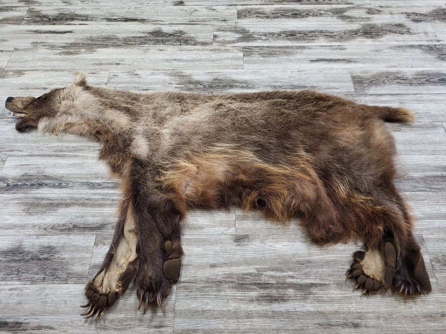 DRESSED SKIN - GRIZZLY - #002603