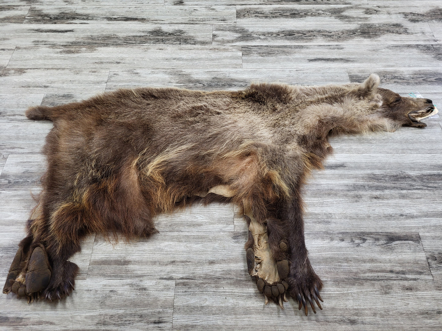 DRESSED SKIN - GRIZZLY - #002603