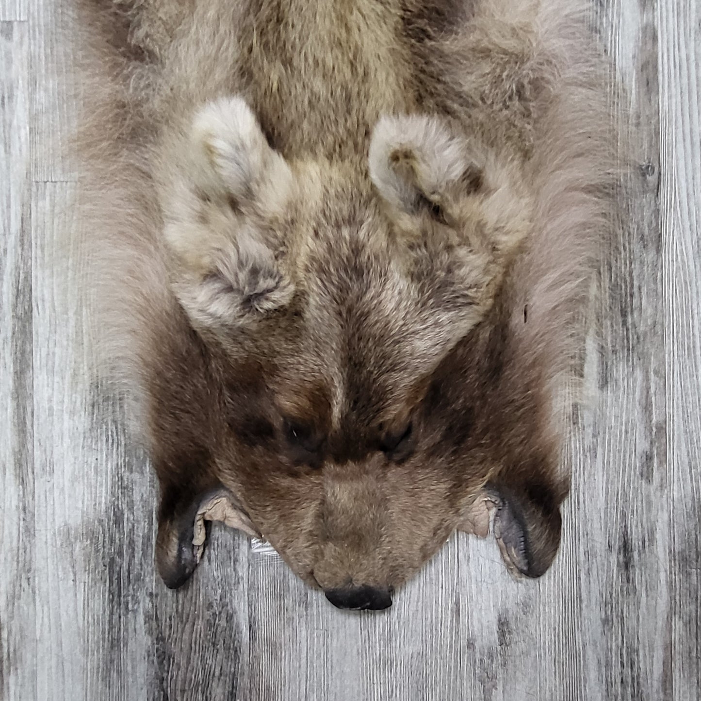 DRESSED SKIN - GRIZZLY - #002603