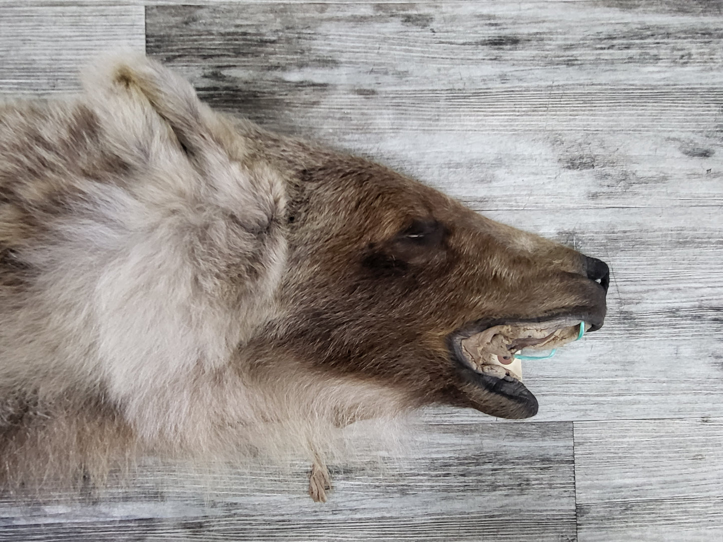 DRESSED SKIN - GRIZZLY - #002603