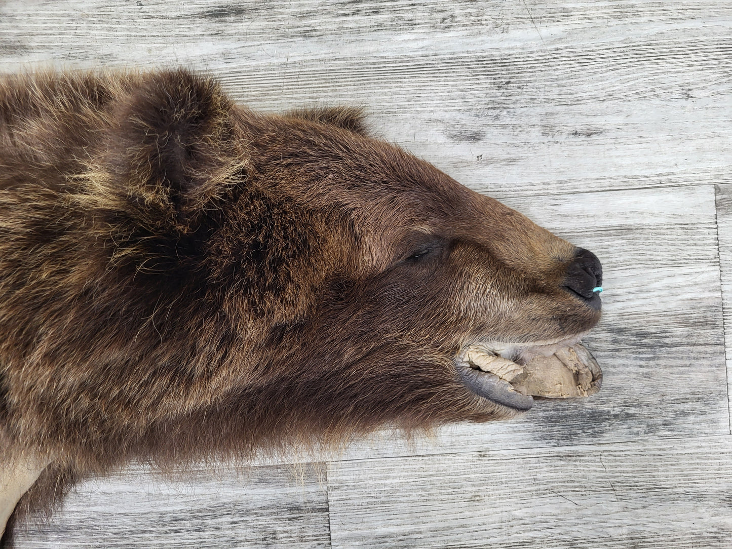 DRESSED SKIN - GRIZZLY - #002602