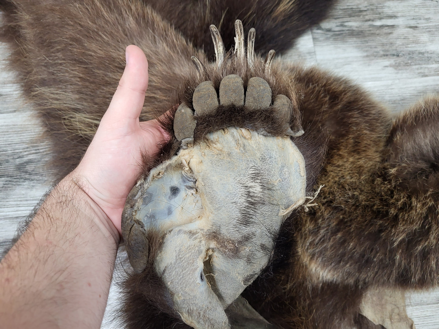 DRESSED SKIN - GRIZZLY - #002602