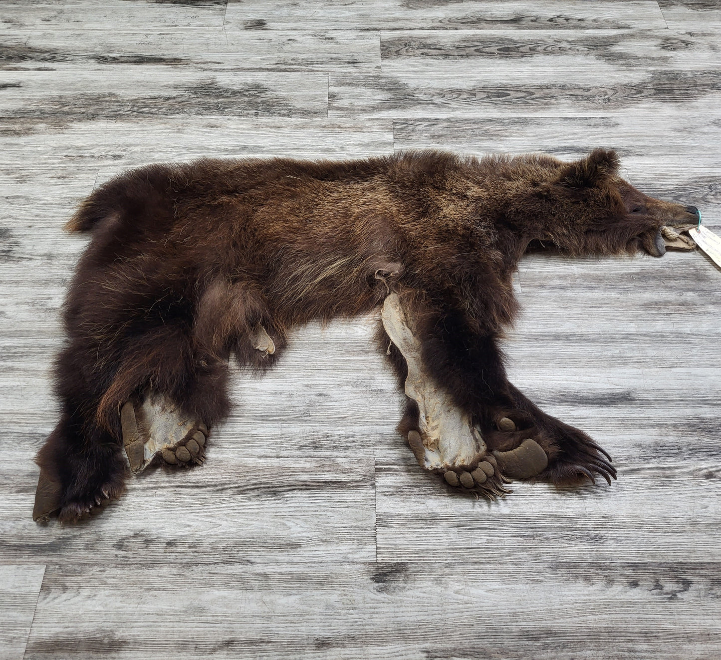 DRESSED SKIN - GRIZZLY - #002602