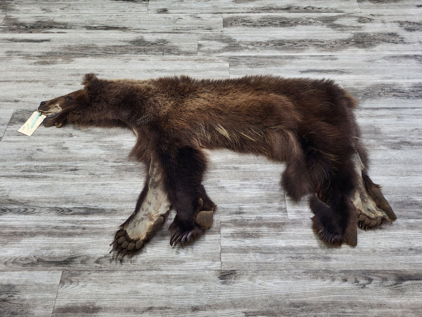 DRESSED SKIN - GRIZZLY - #002602