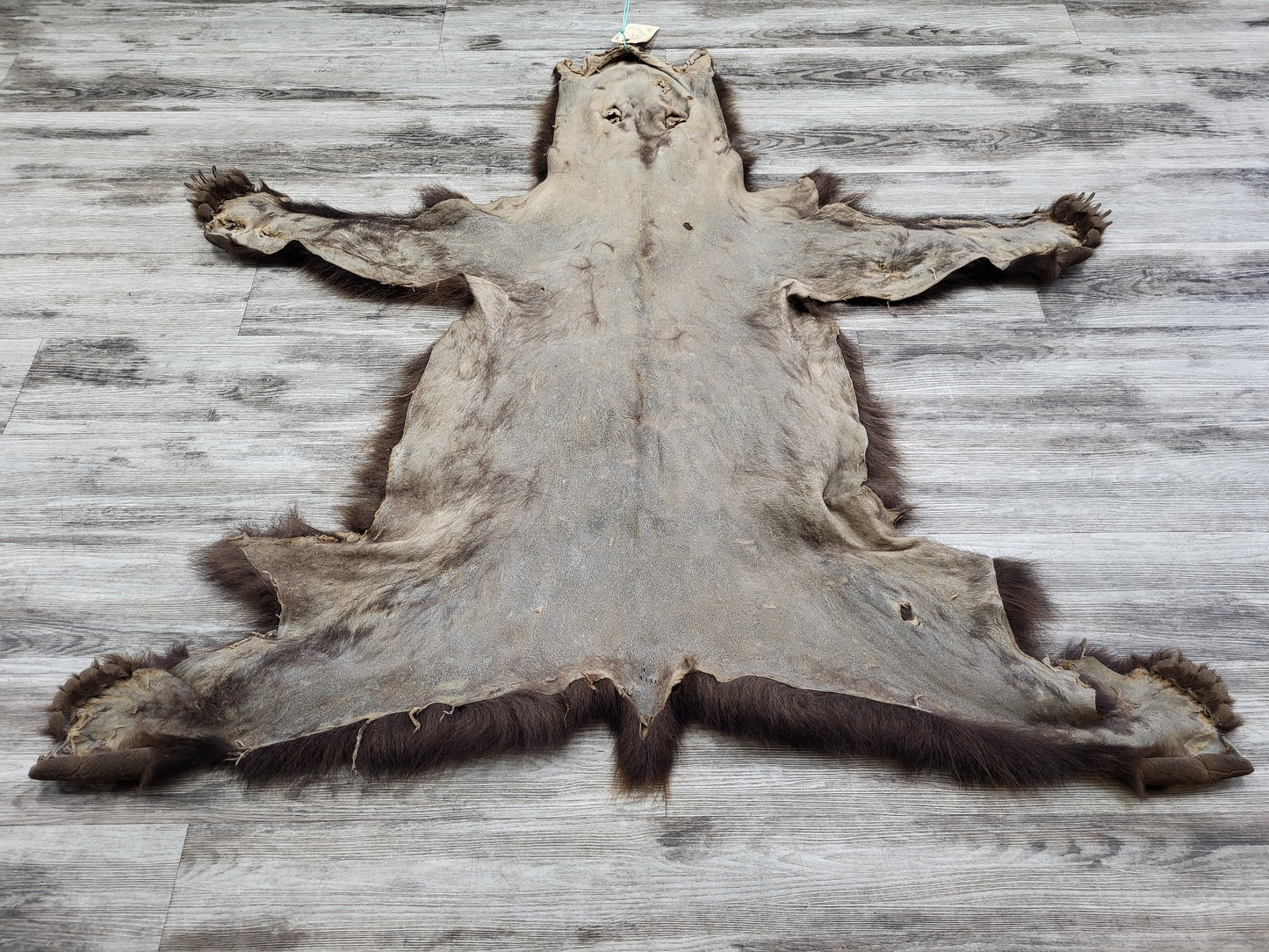 DRESSED SKIN - GRIZZLY - #002602