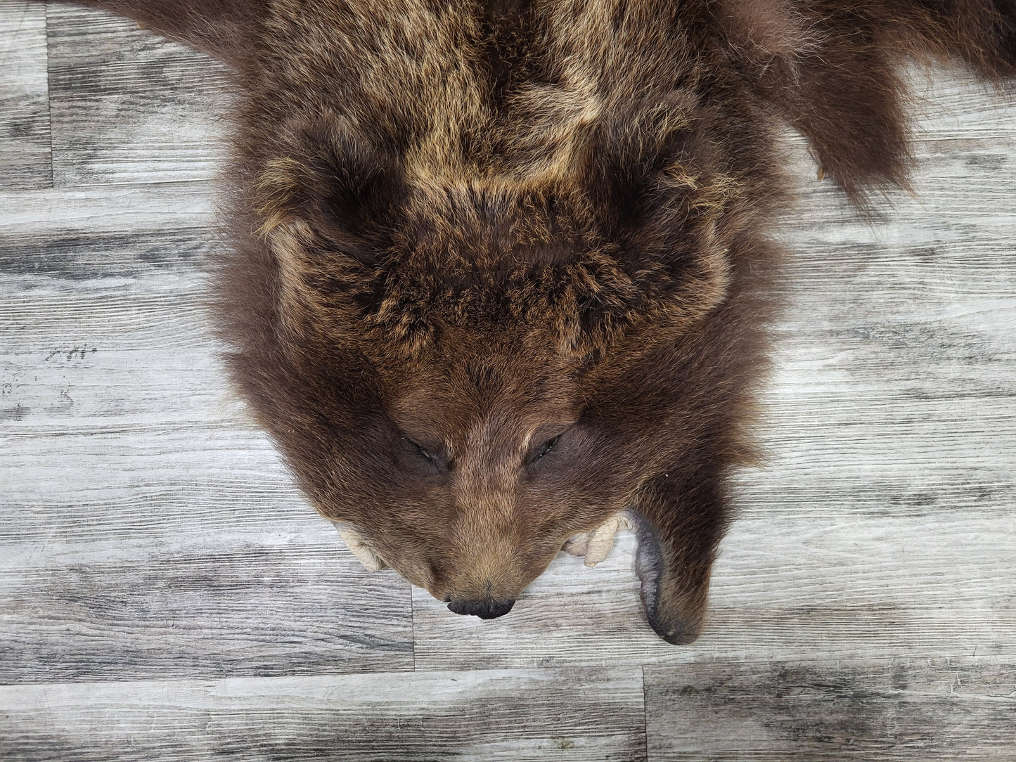 DRESSED SKIN - GRIZZLY - #002602