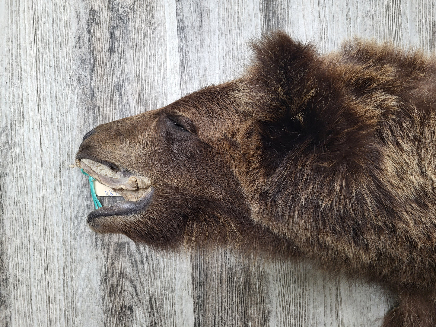 DRESSED SKIN - GRIZZLY - #002602