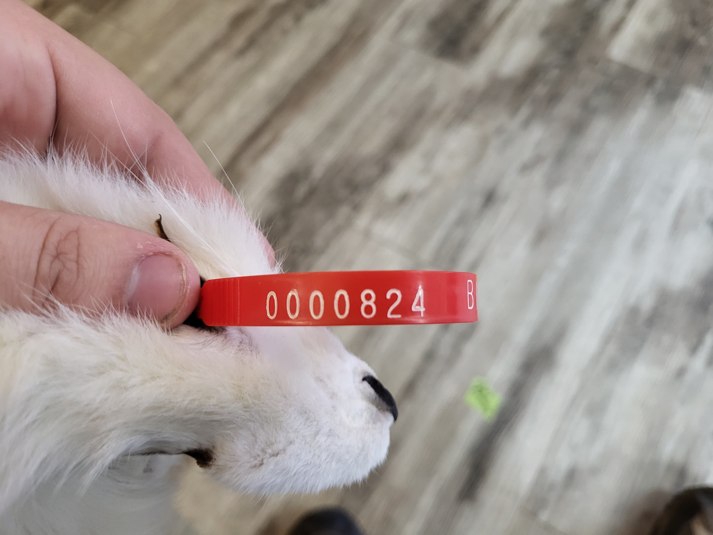 Dressed Skin - Arctic Fox #0000824