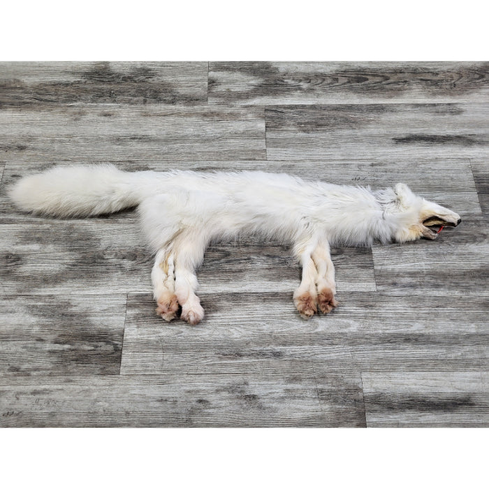 PEAU - RENARD ARCTIQUE #0000827