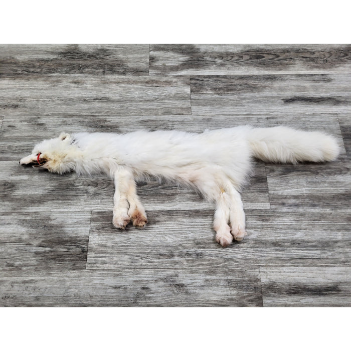 PEAU - RENARD ARCTIQUE #0000827