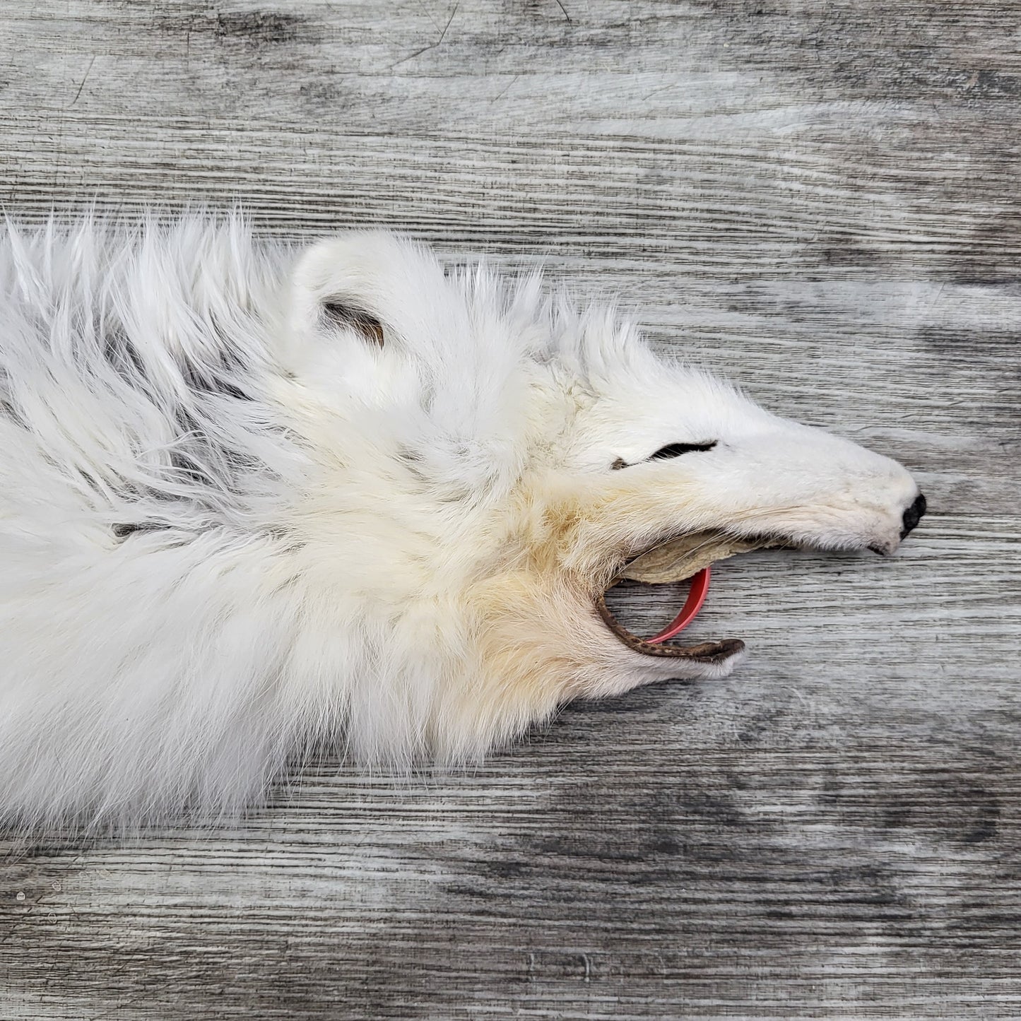 PEAU - RENARD ARCTIQUE #0000827