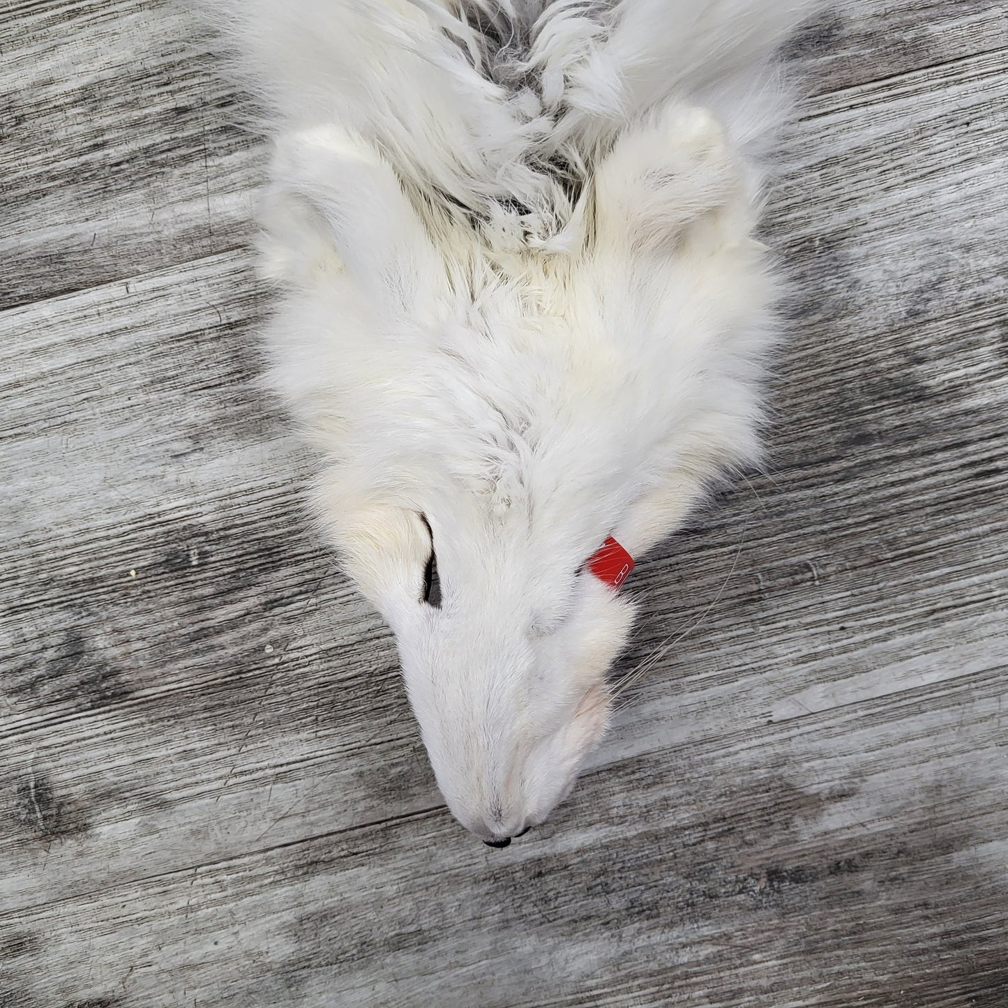 PEAU - RENARD ARCTIQUE #0000827