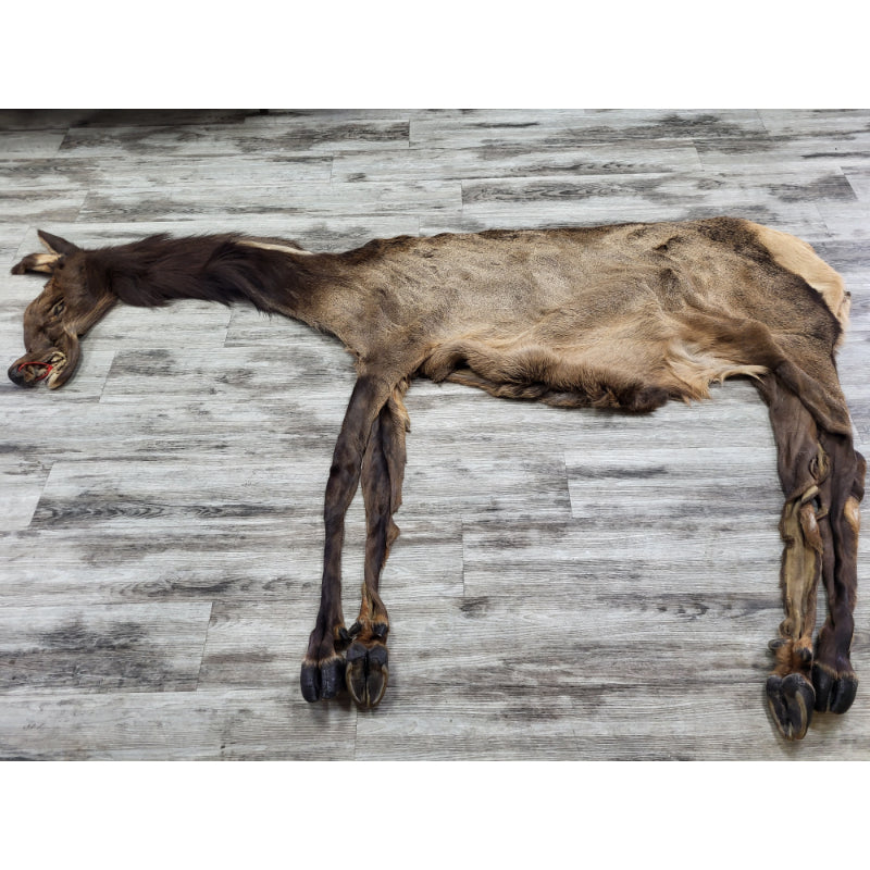 DRESSED SKIN ELK #0000034