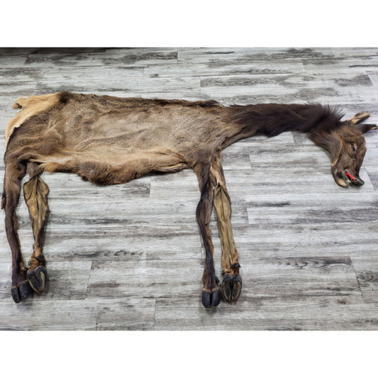 DRESSED SKIN ELK #0000034