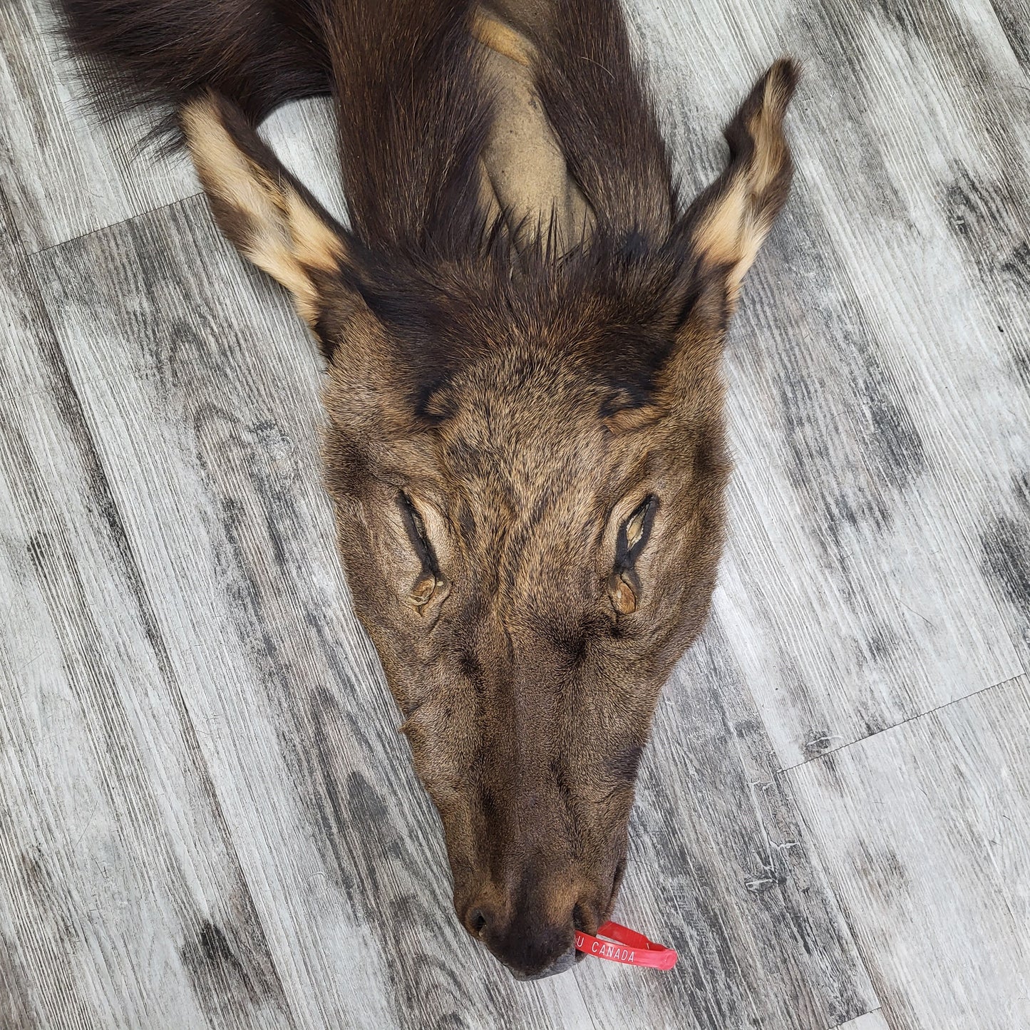 DRESSED SKIN ELK #0000034