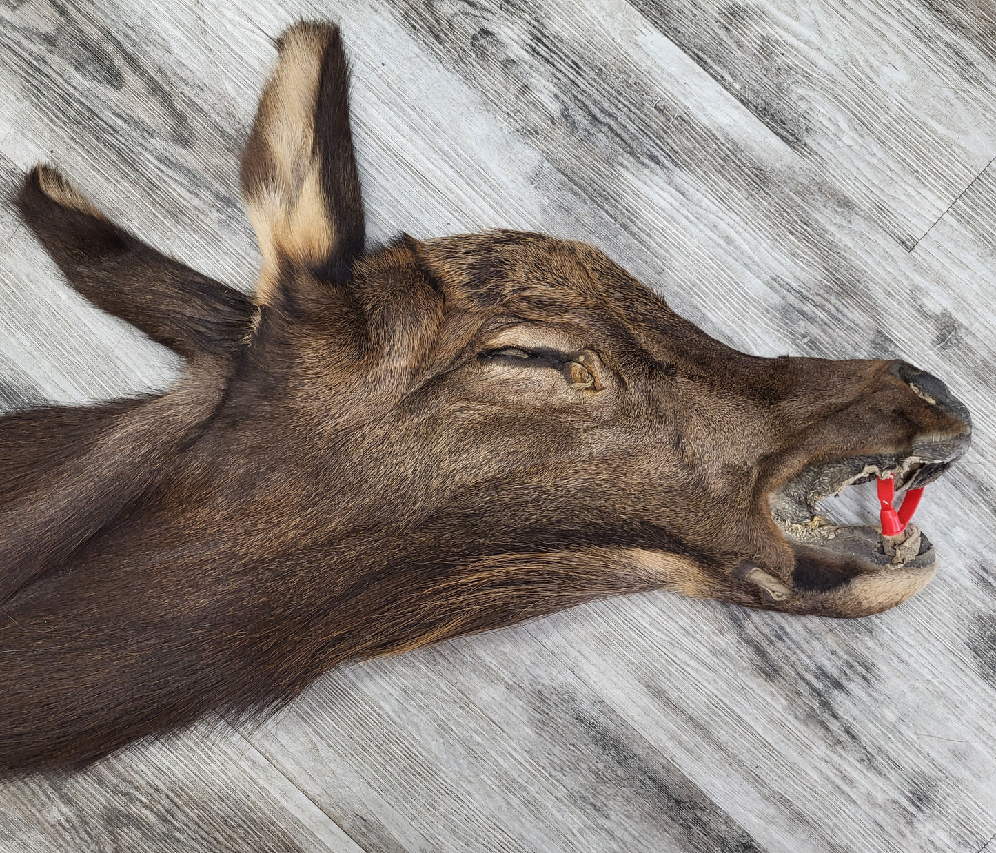 DRESSED SKIN ELK #0000034