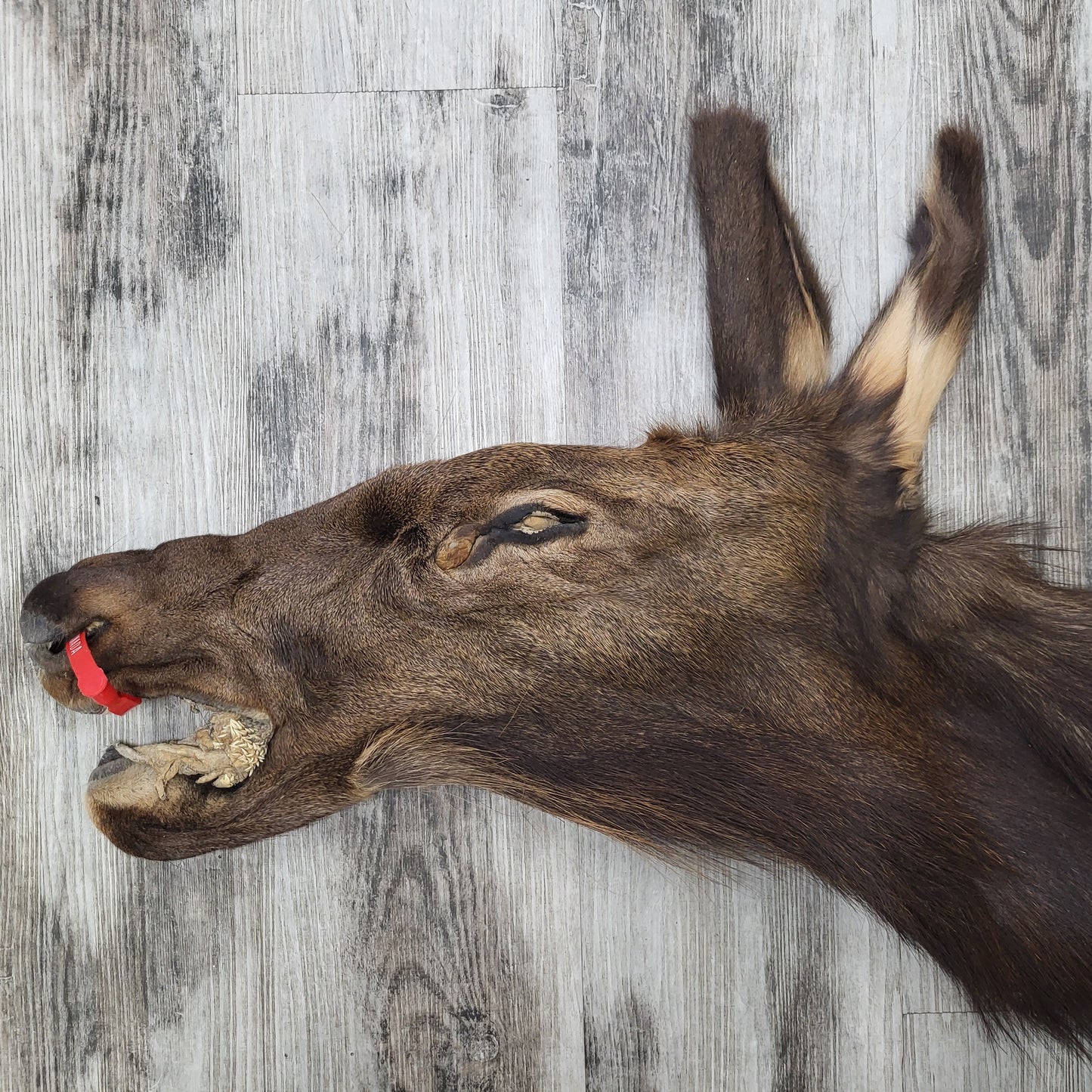 DRESSED SKIN ELK #0000034