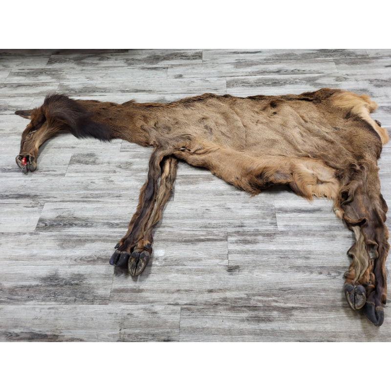 PEAU - WAPITI #0000035