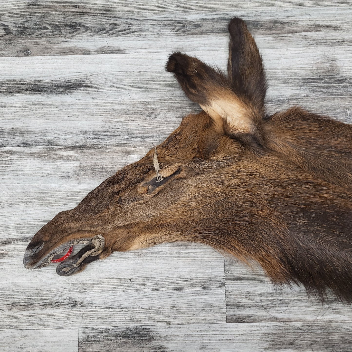 PEAU - WAPITI #0000035