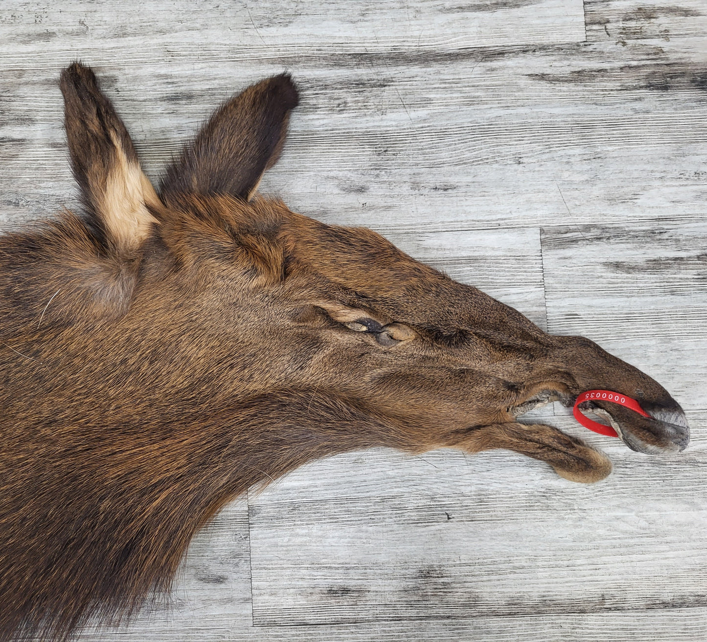 PEAU - WAPITI #0000035