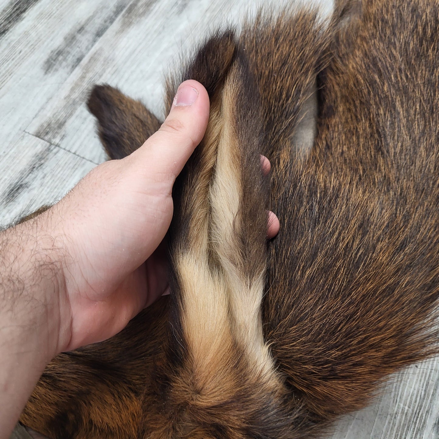 PEAU - WAPITI #0000035