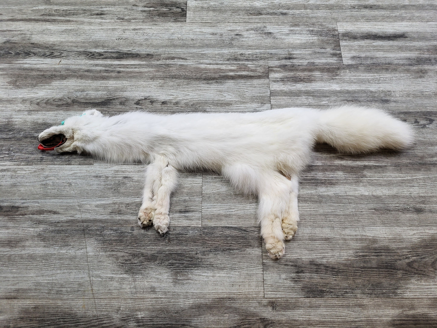 Peau - Renard Arctique #0000939