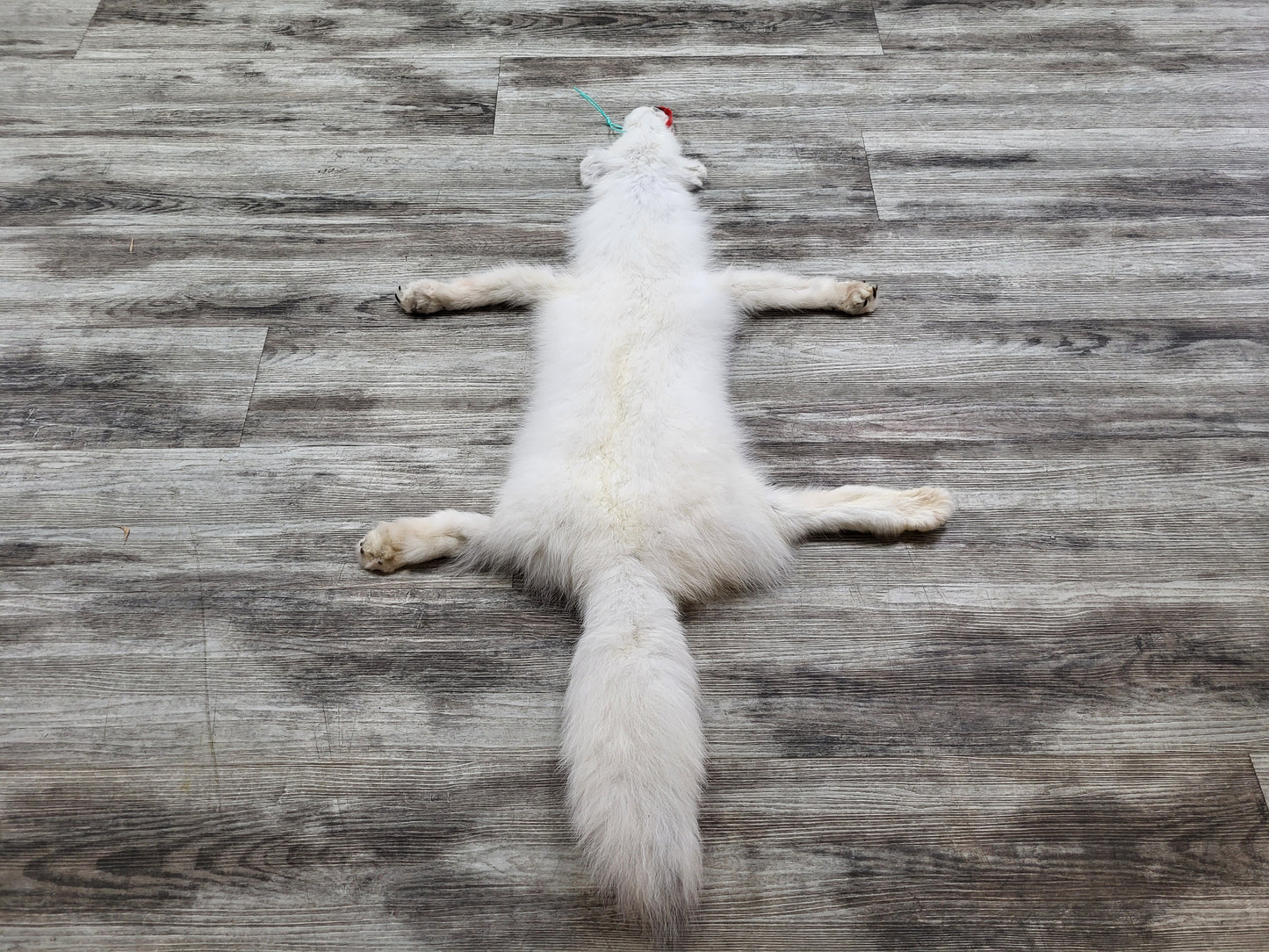 Peau - Renard Arctique #0000939