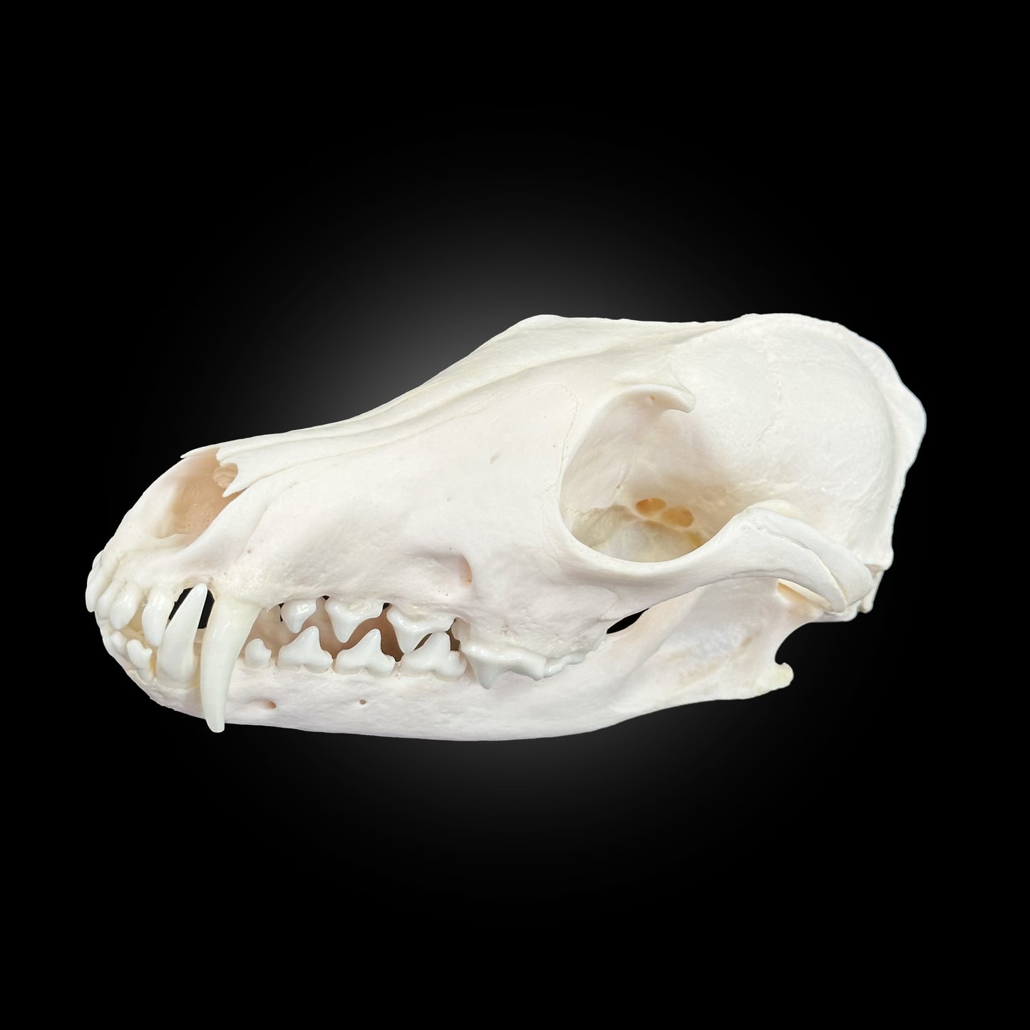 Skull - Fox