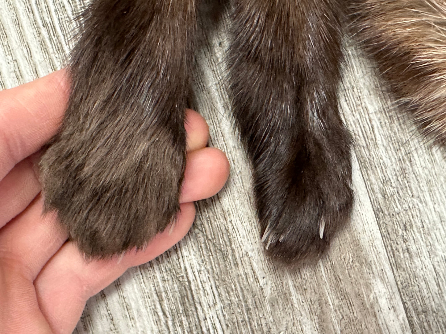 Peau - Martre #0001090