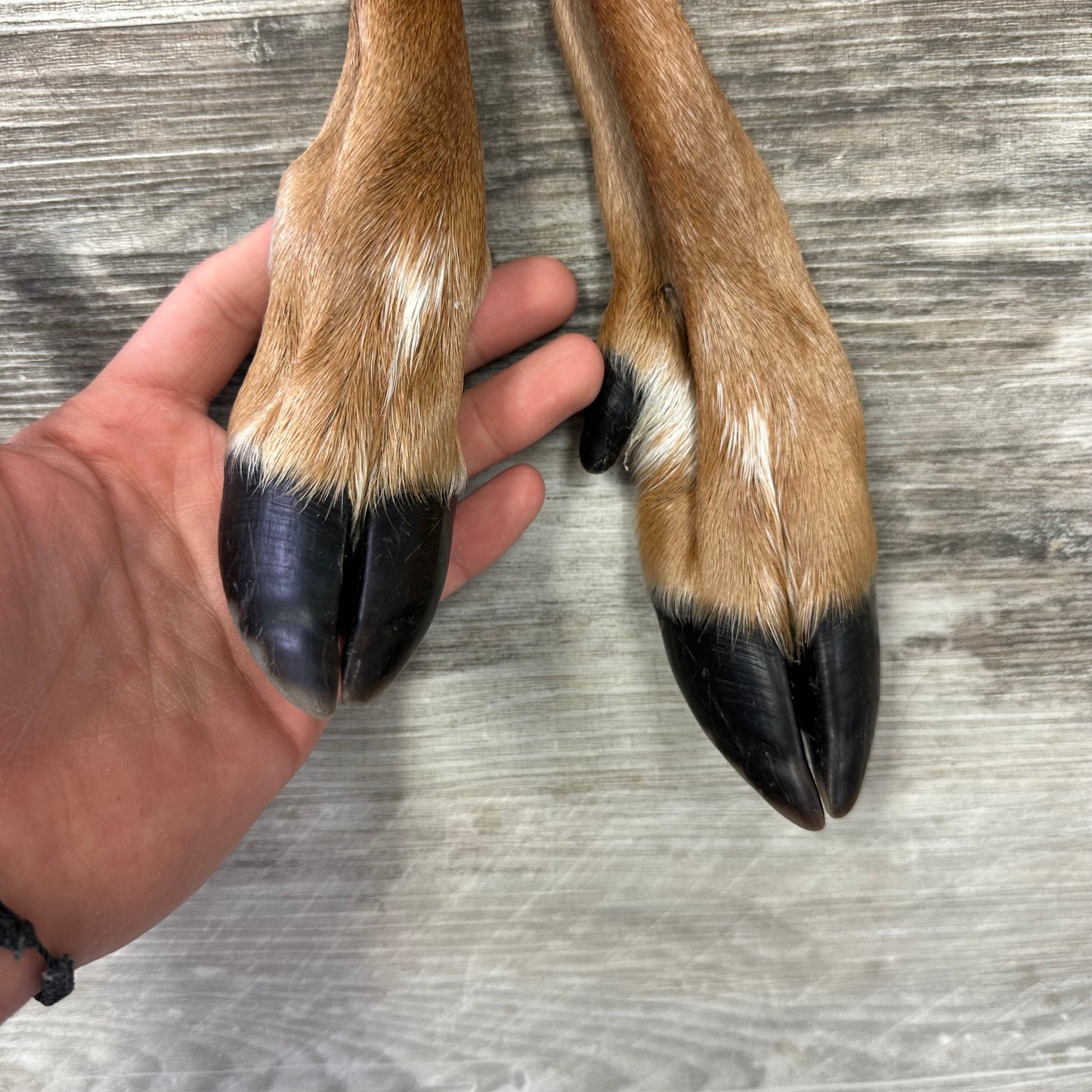 Peau - Chevreuil #0001096