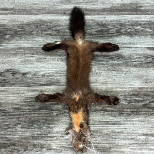 Peau - Martre #0001031