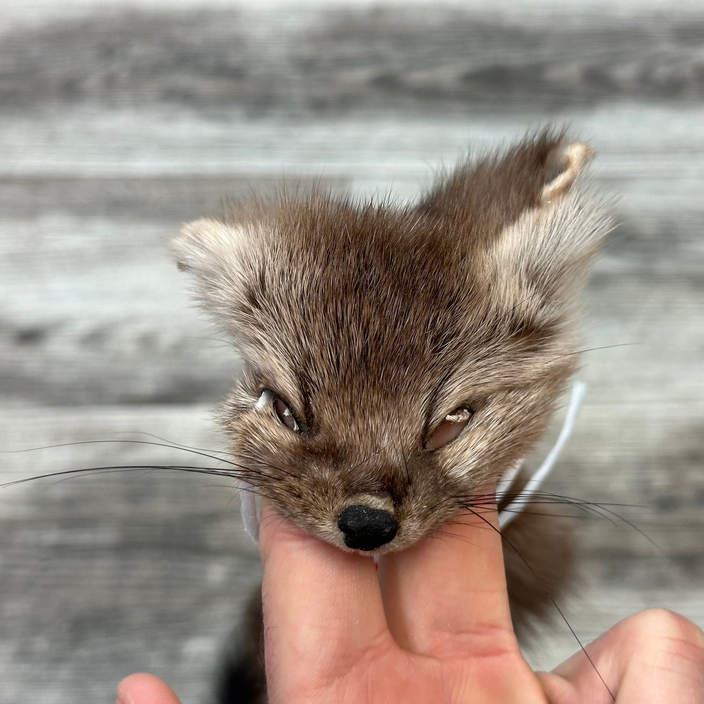 Peau - Martre #0001031