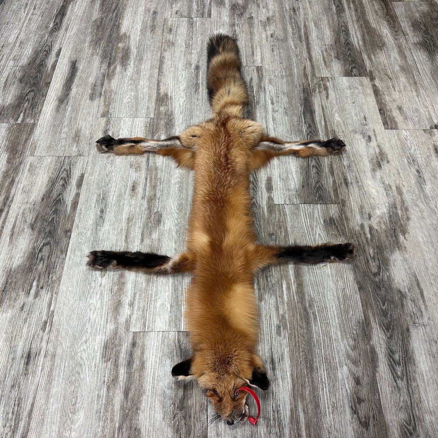 Dressed Skin - Red Fox #0001142