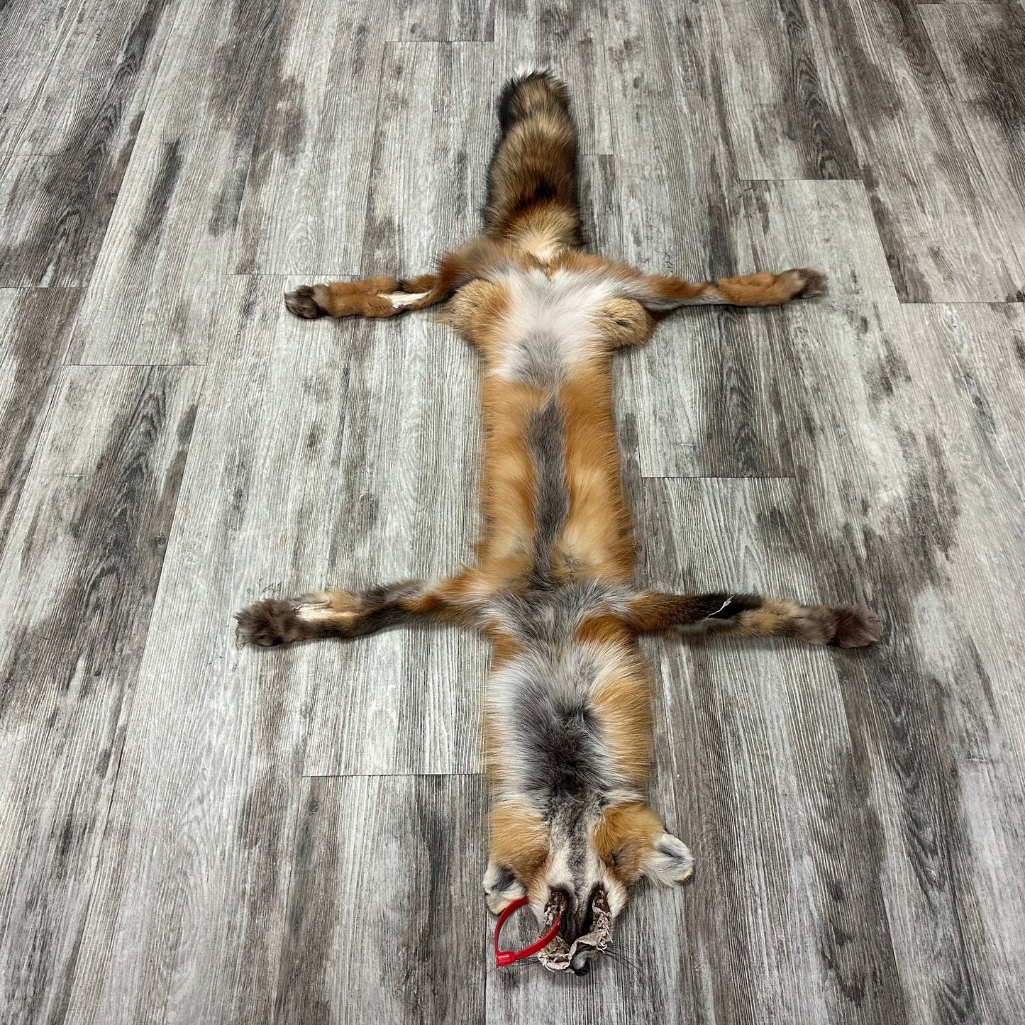 Dressed Skin - Red Fox #0001142