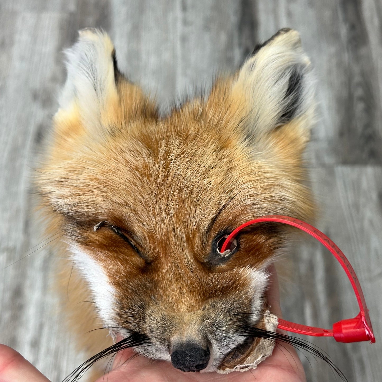 Dressed Skin - Red Fox #0001142