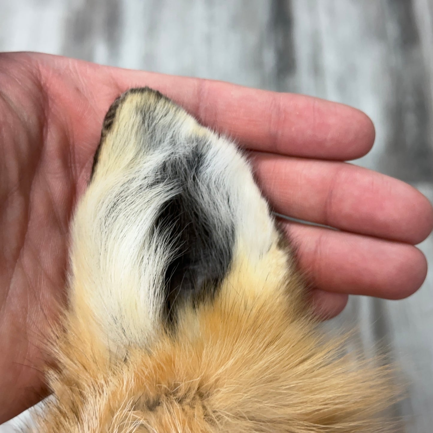 Dressed Skin - Red Fox #0001142