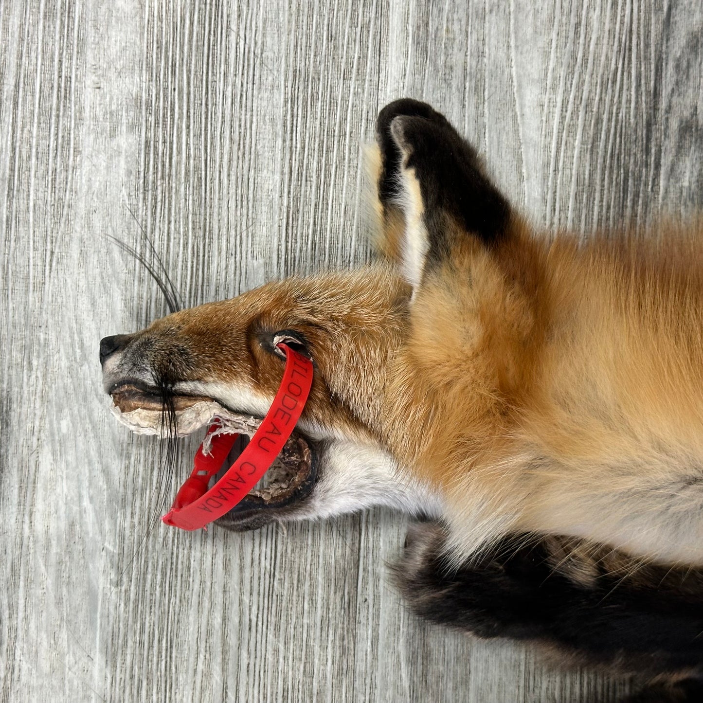 Dressed Skin - Red Fox #0001142