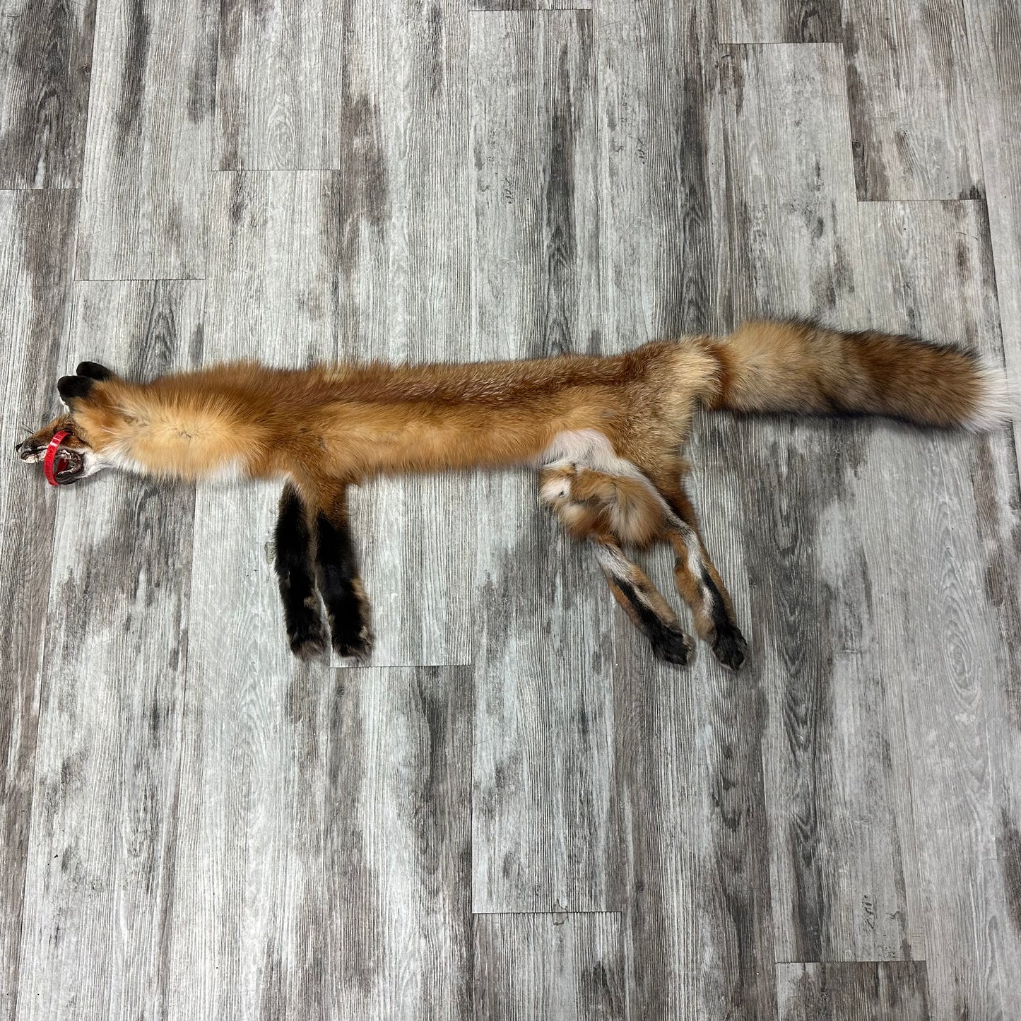 Dressed Skin - Red Fox #0001142