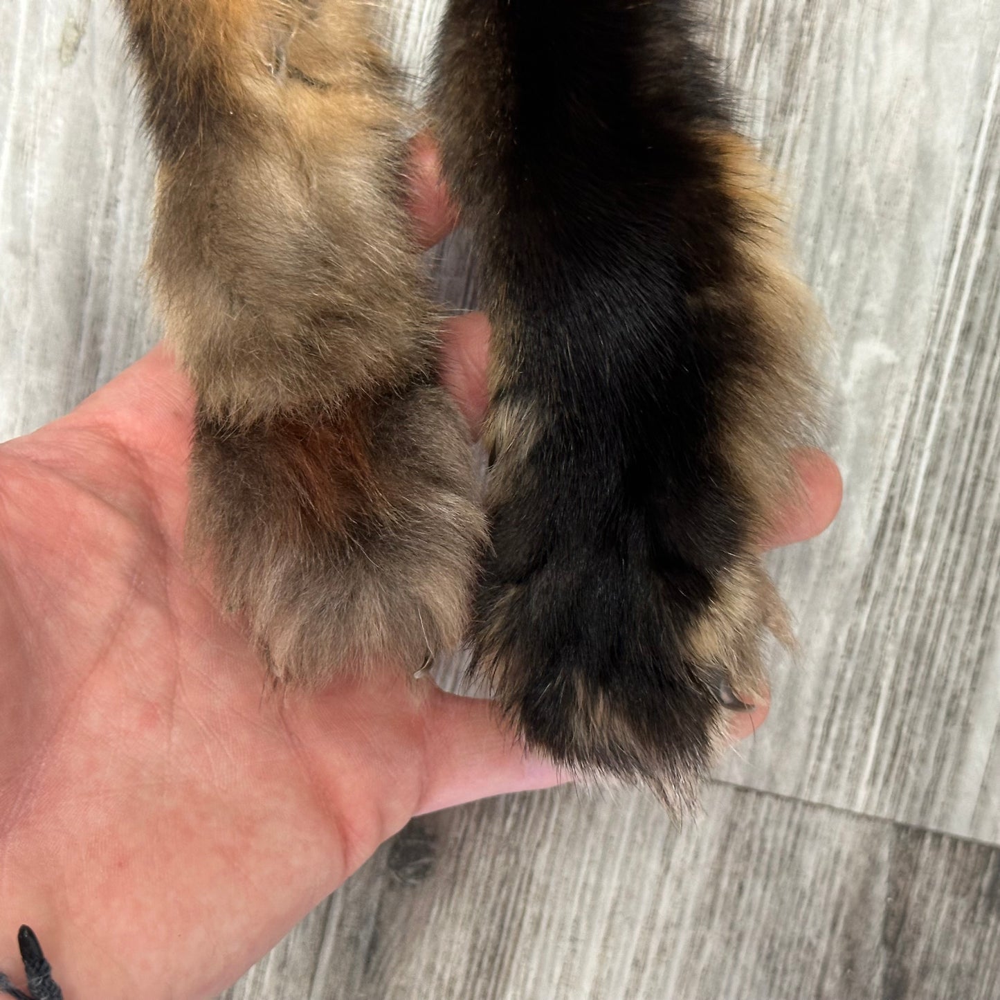Dressed Skin - Red Fox #0001142