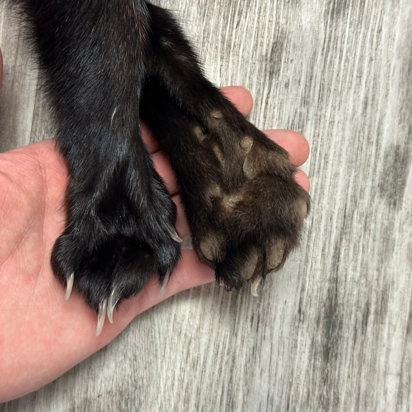 Peau - Pekan #0001145