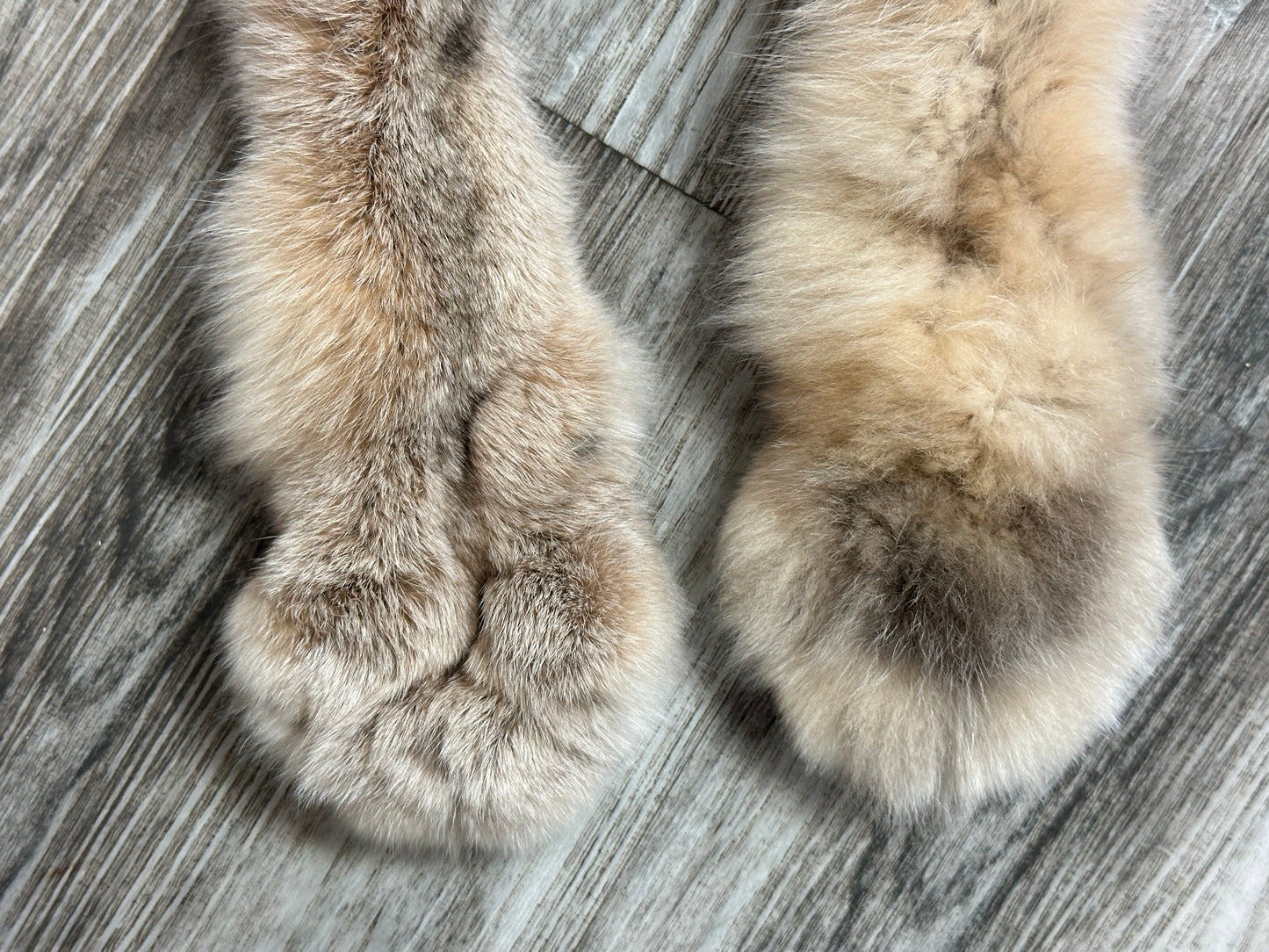 Peau - Lynx #0001154