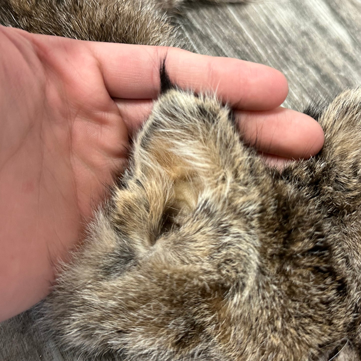 Dressed Skin - Bobcat #0001182