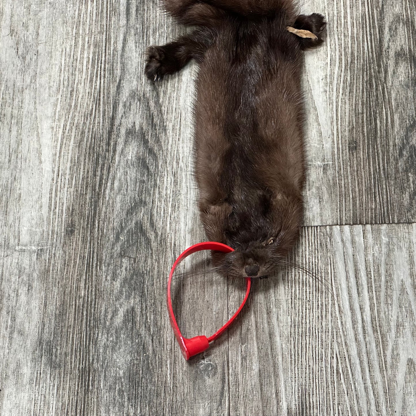 Dressed skin- Mink #0001186