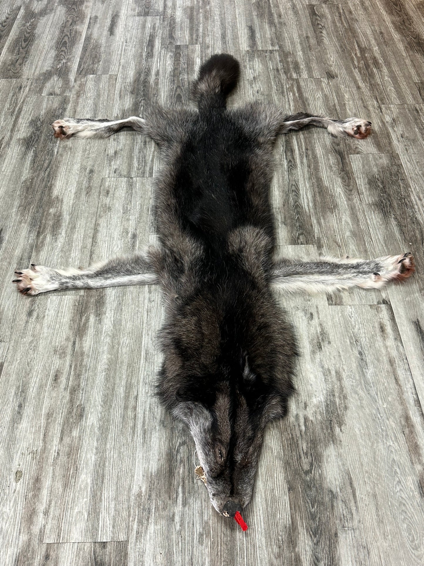 Dressed skin - Black wolf #0001229