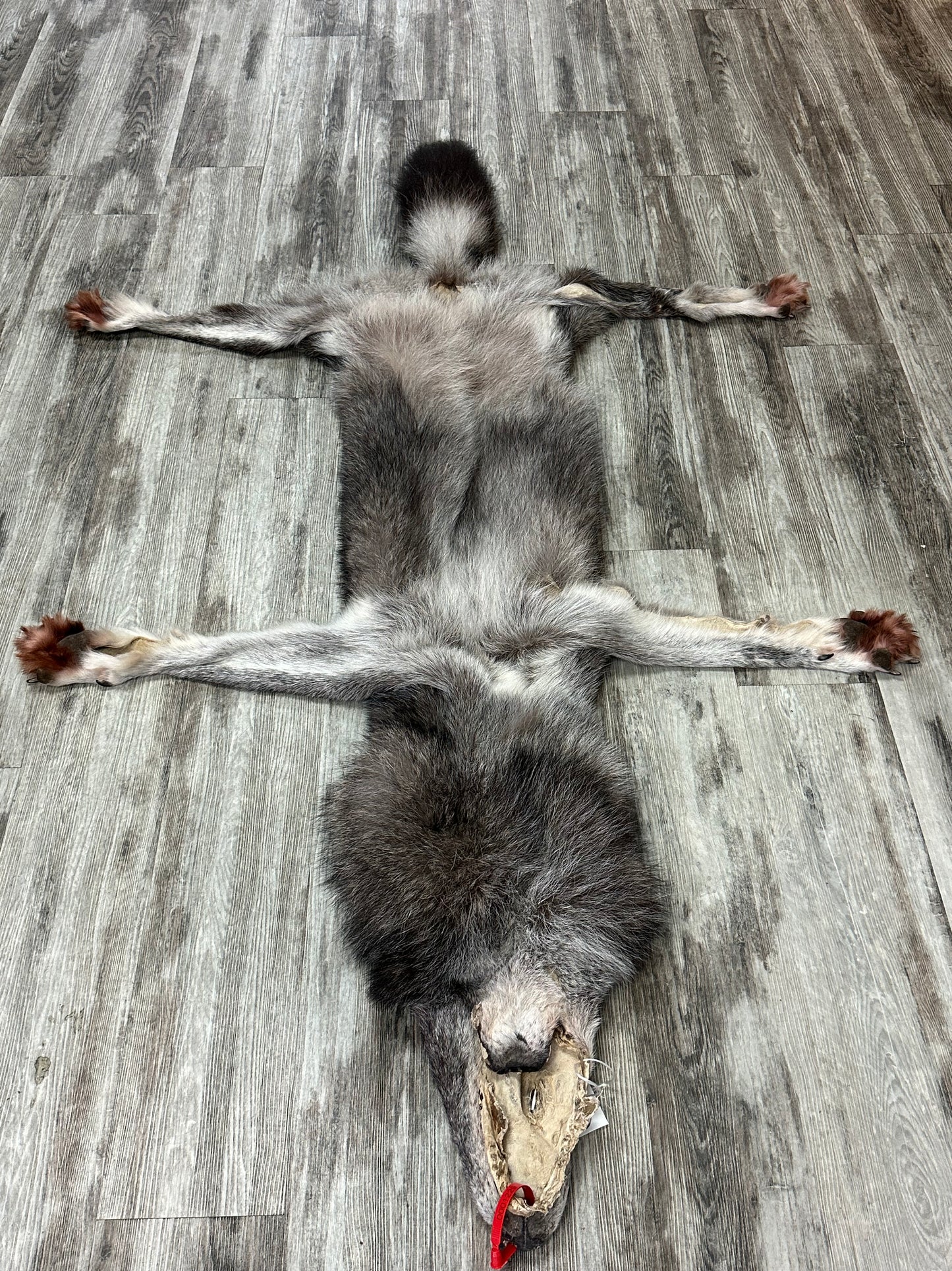 Dressed skin - Black wolf #0001229