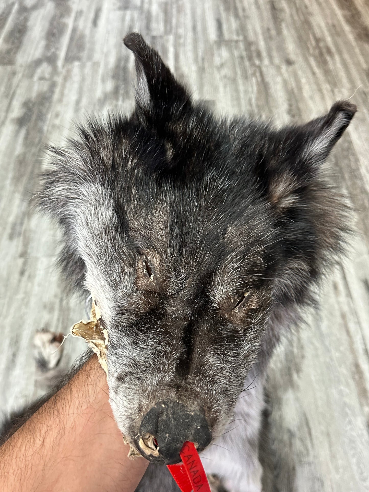 Dressed skin - Black wolf #0001229