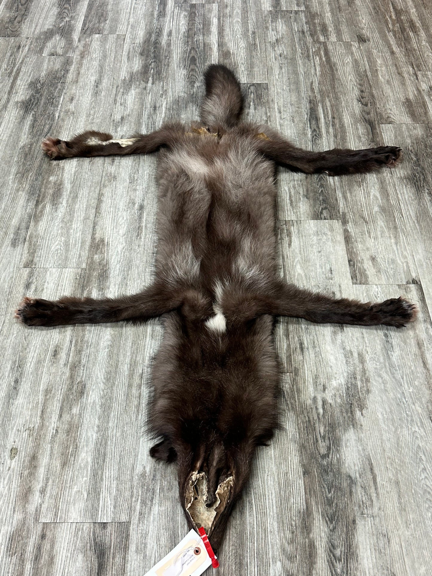 Dressed skin - Black wolf #0001231